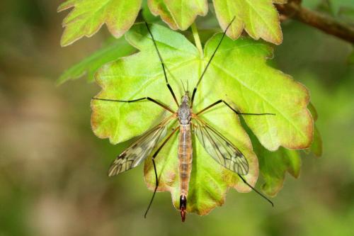 Réf. 160 543 : Tipula hortorum