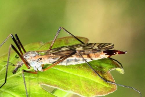 Réf. 160 544 : Tipula hortorum
