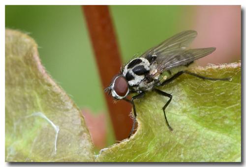 Réf. 160 884 : Anthomyia sp.