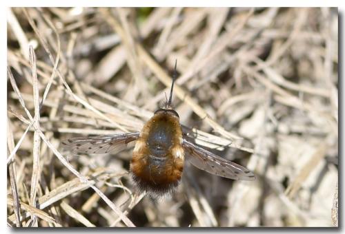 Bombylius discolor
