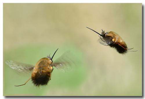 Bombylius discolor