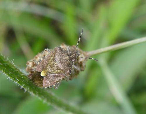 Réf. 160 287 : Dolycoris baccarum