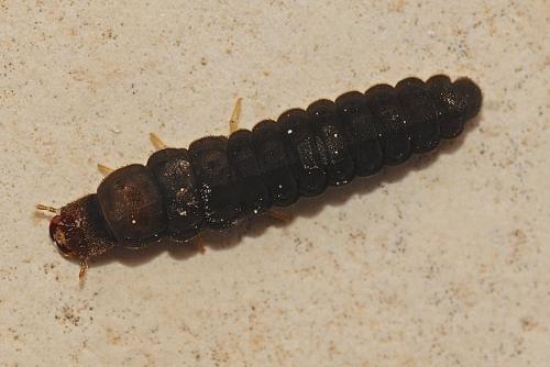Réf. 160 809 : Cantharis sp.