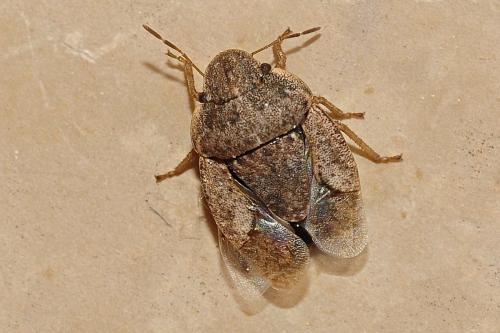 Réf. 160 348 : Sciocoris helferii