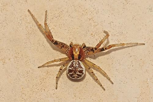 Xysticus sp.