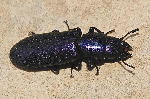Temnoscheila caerulea