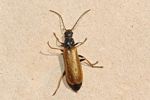 Rhagonycha sp.