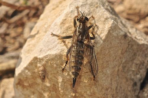 Réf. 160 881 : Asilinae inconnu
