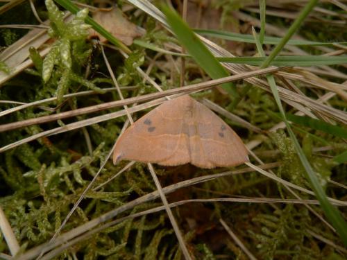 Watsonalla sp.