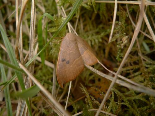 Watsonalla sp.