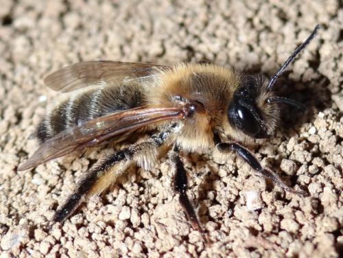 Andrena (scotica-trimmerana)