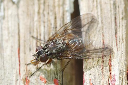 Phaonia subventa