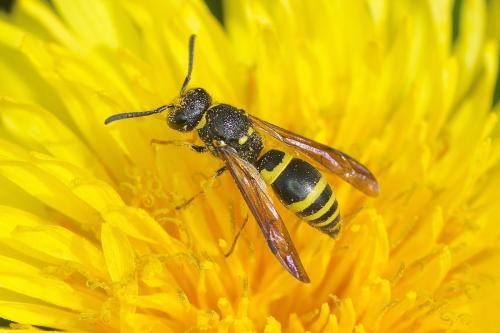Ancistrocerus sp.