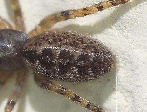 Segestria bavarica