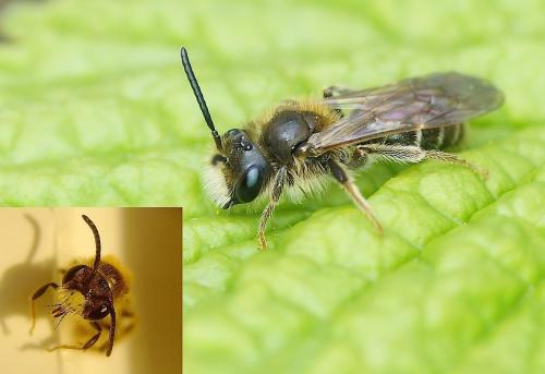 Réf. 160 203 : Andrena chrysosceles