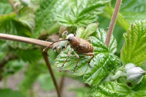 Curculio glandium