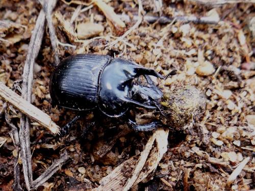 Réf. 160 532 : Typhaeus typhoeus
