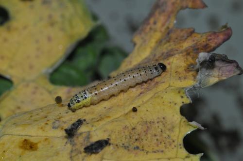 Hyposoter ebeninus