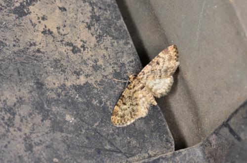 Réf. 160 542 : Eupithecia tantillaria