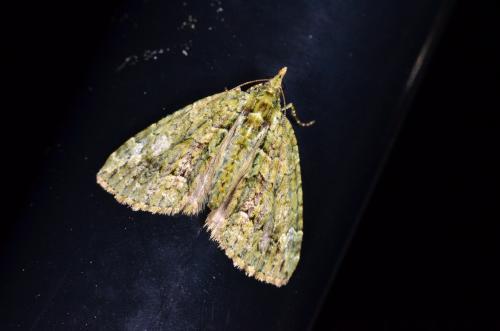 Réf. 160 581 : Chloroclysta siterata