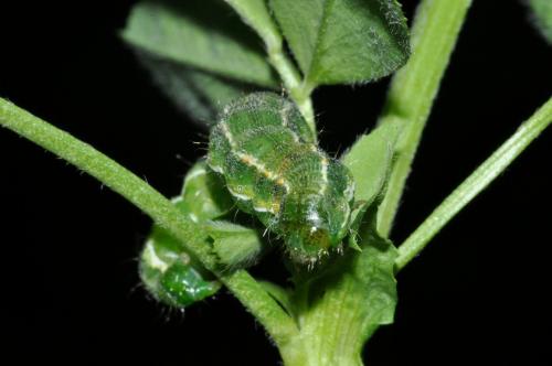 Heliothis maritima