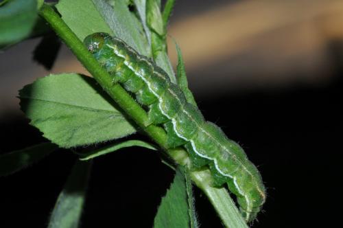 Heliothis maritima