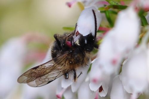 Réf. 160 136 : Andrena bicolor