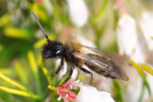 Réf. 160 135 : Andrena bicolor