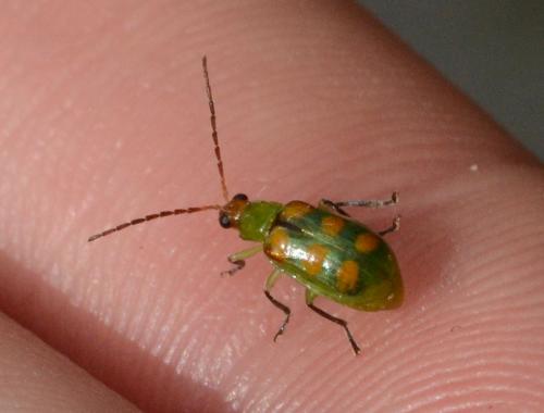 Réf. 160 109 : Diabrotica sp.