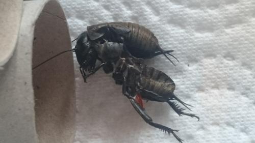 Réf. 160 463 : Gryllus campestris