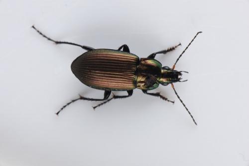 Réf. 160 317 : Poecilus cupreus