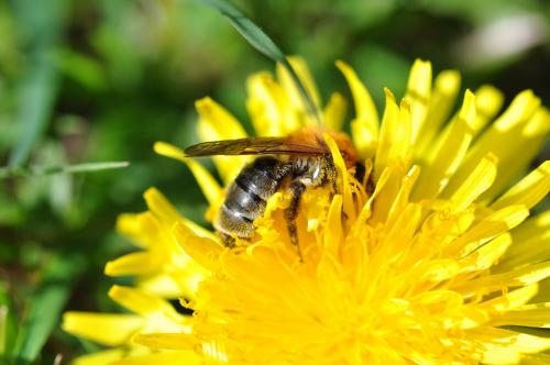 Andrena nitida