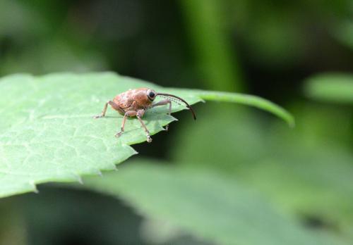 Curculio sp.