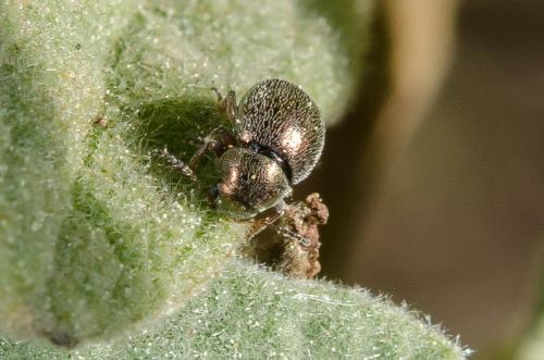 Colaspidea oblonga
