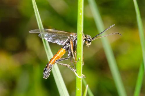 Tenthredopsis sp.