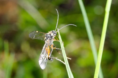 Tenthredopsis sp.