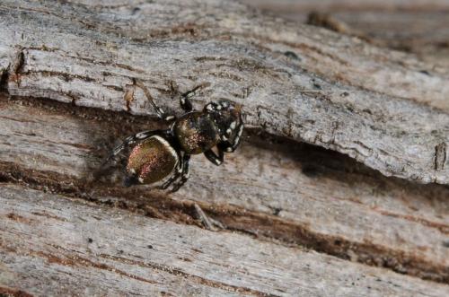 Heliophanus tribulosus