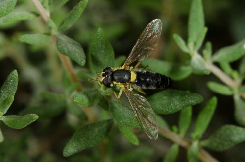 Sphaerophoria sp.