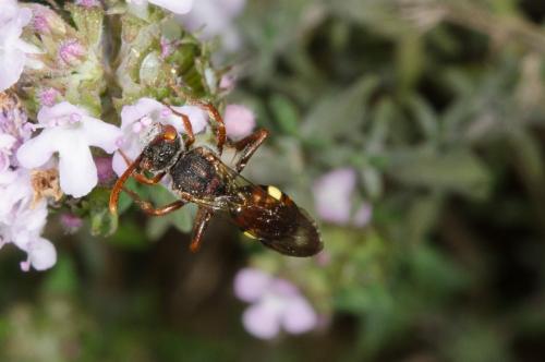Réf. 160 269 : Nomada hirtipes