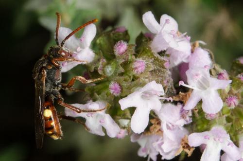 Réf. 160 271 : Nomada hirtipes