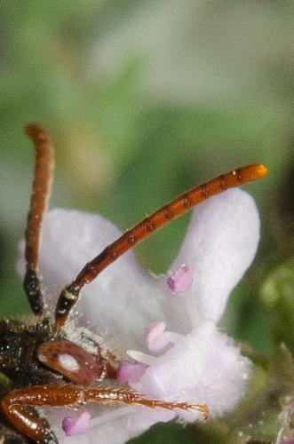 Réf. 160 578 : Nomada hirtipes