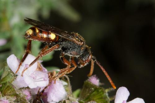 Réf. 160 587 : Nomada hirtipes