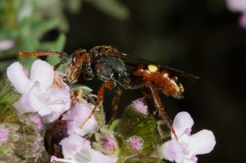Réf. 160 267 : Nomada hirtipes