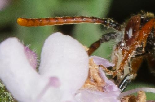 Réf. 160 580 : Nomada hirtipes