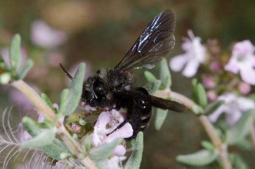 Andrena sp.
