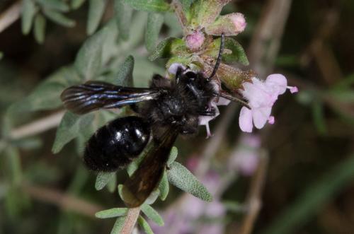 Andrena sp.
