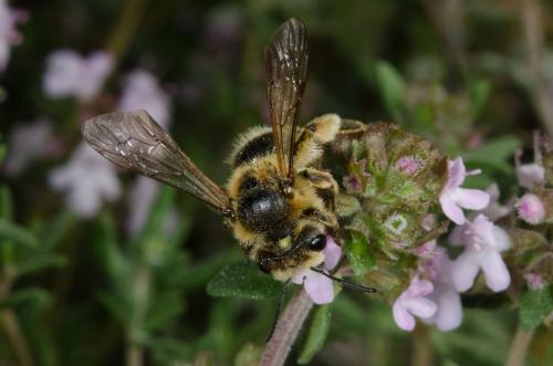 Réf. 160 785 : Andrena sp.