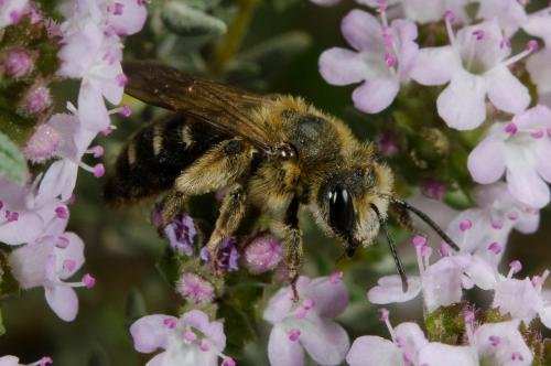 Andrena sp.