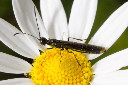 Calameuta haemorrhoidalis