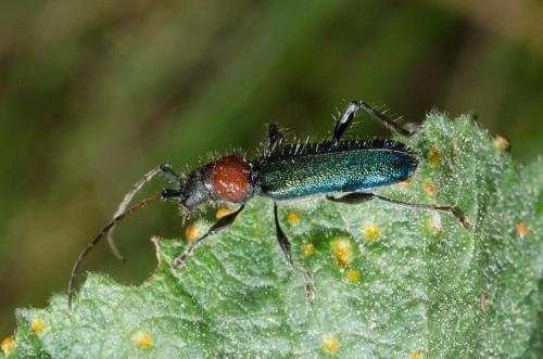 Certallum ebulinum